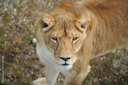 lion  wild animals  predators  shelter  endangered species 