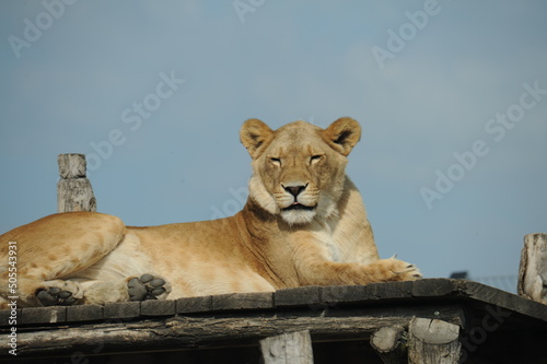 lion, wild animals, predators, shelter, endangered species,