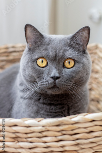 cat in a basket