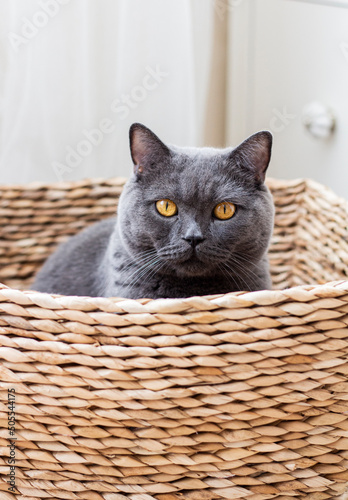 kitten in basket