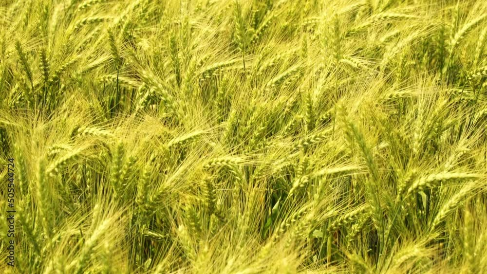 Close up of rye ears, field of rye in a summer day. Close up of rye ears, field of rye in a summer day.