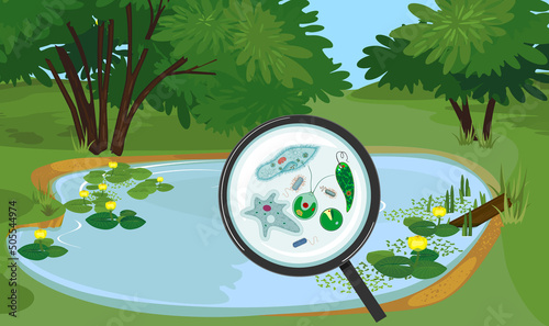 Pond biotope with microscopic unicellular organisms: protozoa (Paramecium caudatum, Amoeba proteus, Chlamydomonas, Euglena viridis), green algae and bacteria under magnifying glass photo