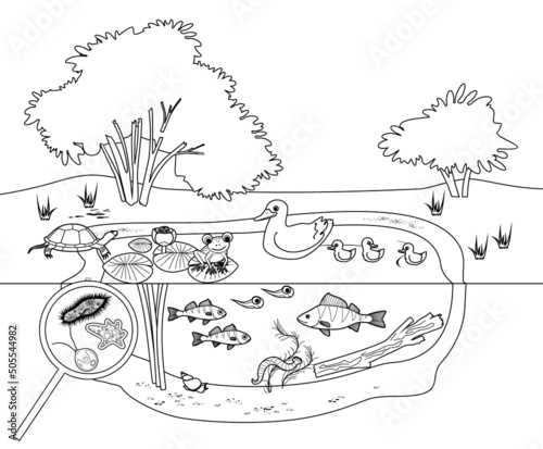 Coloring page with pond ecosystem with flowering water-lily plants, duck with ducklings, turtle, frog, fishes and microscopic unicellular organisms under magnifying glass
