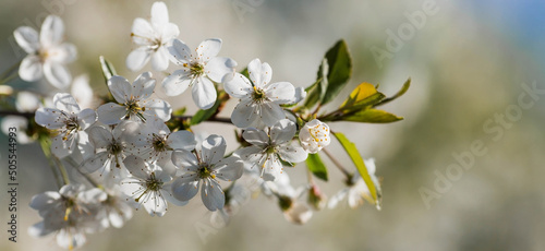 Banner. Macro photography. Spring, nature photo wallpaper. Cherry blossoms are blooming in the garden. Blooming white buds on the branches of a tree.