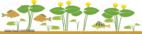 Pond border with perch and carp fishes, yellow water-lily plants with green leaves and yellow flowers isolated on white background