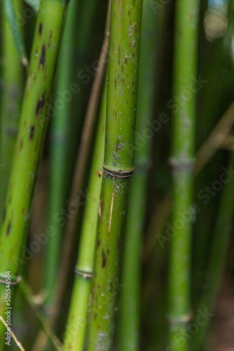 Close-up of green bamboo trunks in vertical orientation.