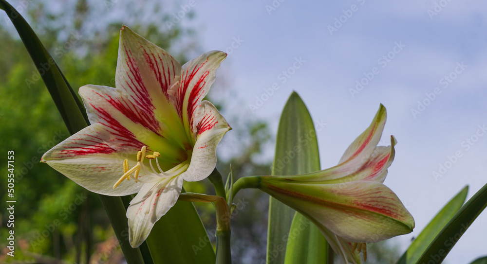 Obraz premium Large bell flowers