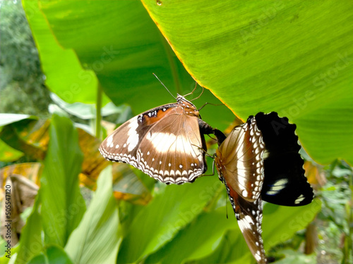 butterflies mating on banana tree leaves. day in the garden. photo