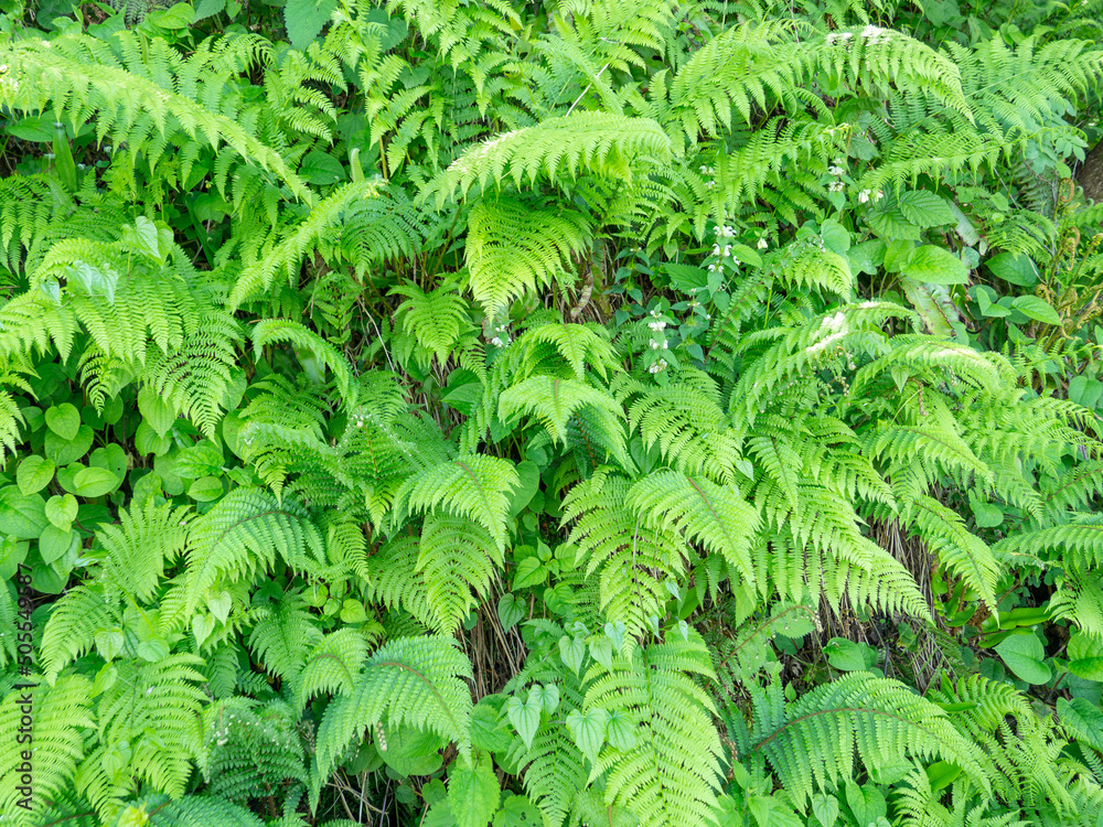 Lots of fern leaves. Fern bushes. Background from plants.Nature. Lots of branches. Leaf plate. Lots of fern leaves. Fern bushes. Background from plants.Nature. Lots of branches. Leaf plate.