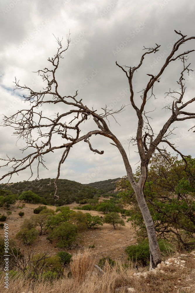 Dead mesquite in hill country