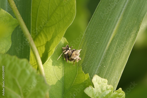 Closeup of Eumeta bagworm moths on a green plant leaf with a blurry background photo