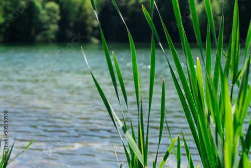 jezioro szmaragdowe, liście, trawy, drzewa