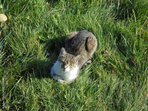 Top view on a cat with brown fur on the back and head and white fur on chest,with yellow eyes,lying and relaxing in fresh green grass during sunny day. photo