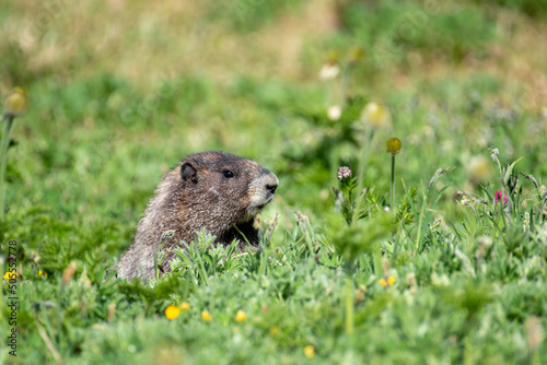 Hoary marmot in field of wildflowers