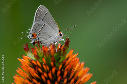 Gray hairstreak butterfly on coneflower photo