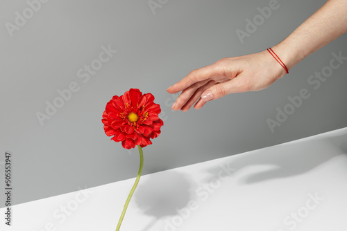 Woman's hand with red thread bracelet on her wrist touching gerbera flower photo