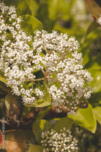 Photinia x fraseri, known as red tip photinia and Christmas berry photo