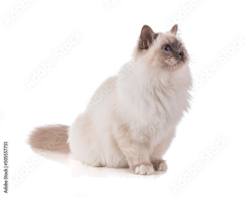 Portrait of sacred young cat of Burma