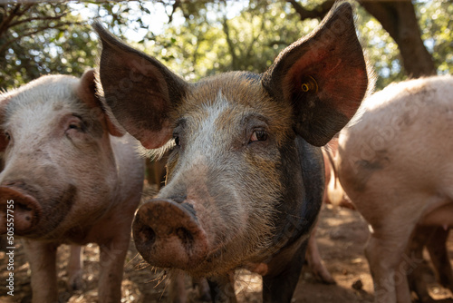 Fotografija Curious free-range pigs