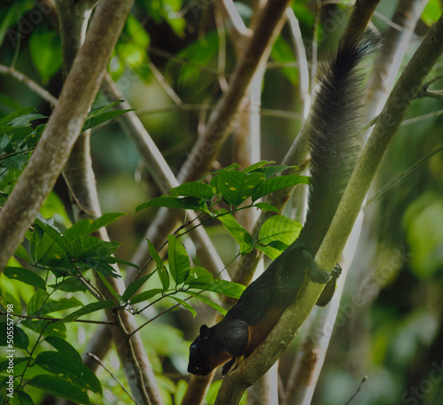 Prevost's Squirrel (Callosciurus prevostii) on a tree branch in Borneo photo