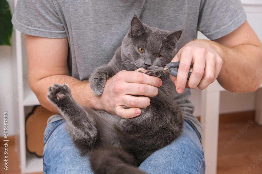 A man cuts the claws of a young gray cat with a claw cutter. Chartreuse resists.