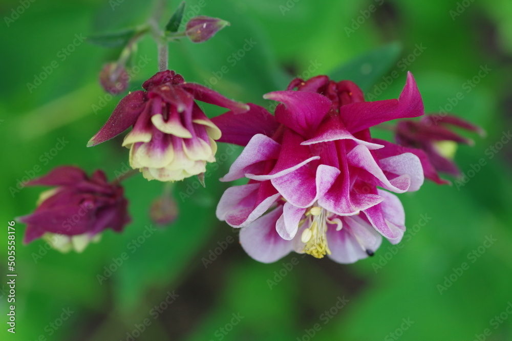 Obraz premium Columbine Flowers. Aquilegia vulgaris Winky Double Red-White. Winky Double Red And White Columbine