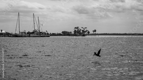 Grayscale of the Saint Andrew Bay in Panama City, FL photo