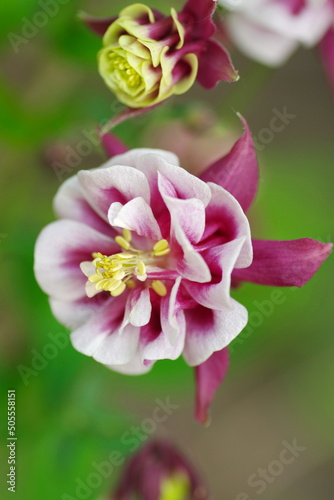 Columbine Flowers. 
Aquilegia vulgaris Winky Double Red-White. Winky Double Red And White Columbine photo