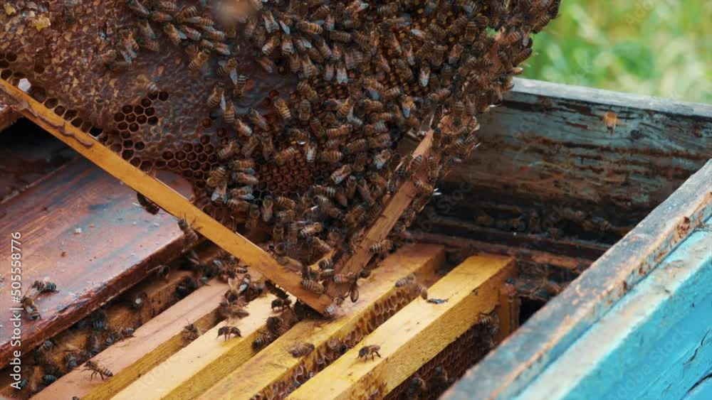 Beekeeper holds and inspects frame with honey near open hive, bees fly around in apiary, close up, slow motion Beekeeper holds and inspects frame with honey near open hive, bees fly around in apiary, close up, slow motion
