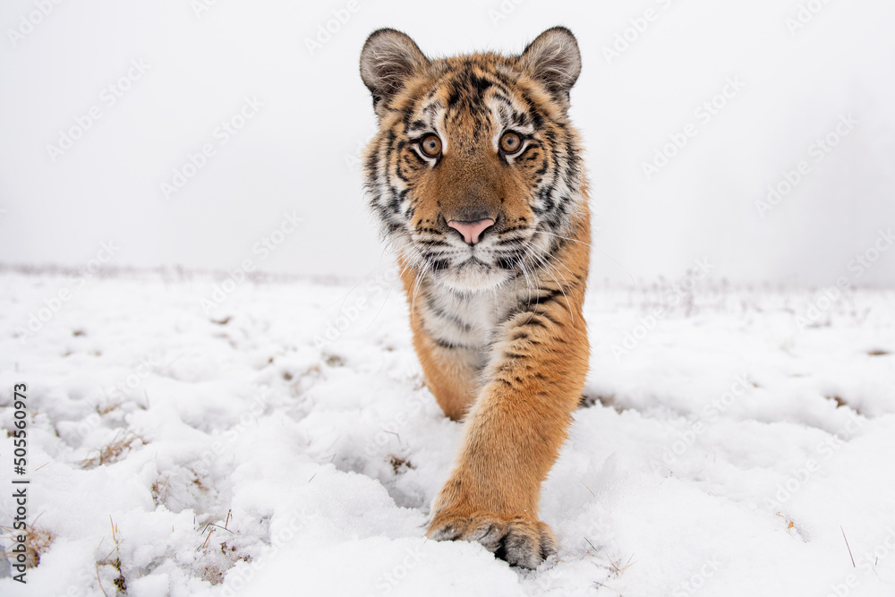 Εκτύπωση καμβά Closeup detail of Siberian tiger walking directly to the camera.