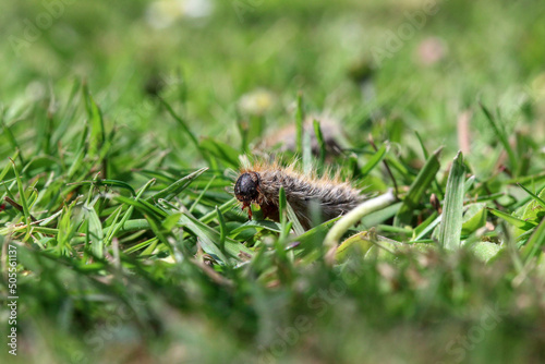 une chenille processionnaire du pin dans de l'herbe verte (gazon vert) en troupeau en gros plan (macro) - (thaumetopoea pityocampa)  © Ghislain