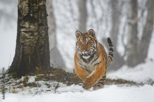 Ussuri tiger running straight into the camera. Winter close up shot in the snow photo
