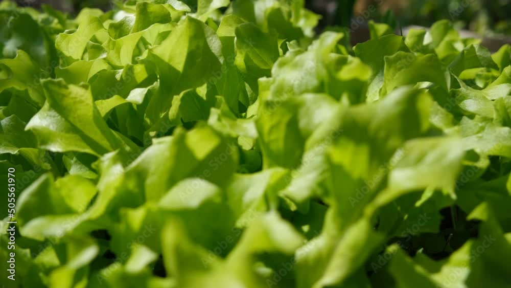 Young lettuce in the garden. Growing lettuce leaves. Ecological food. Growing your own lettuce Young lettuce in the garden. Growing lettuce leaves. Ecological food. Growing your own lettuce