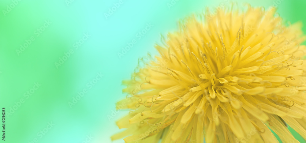Background of Blossoming meadow, yellow dandelion Background of Blossoming meadow, yellow dandelion