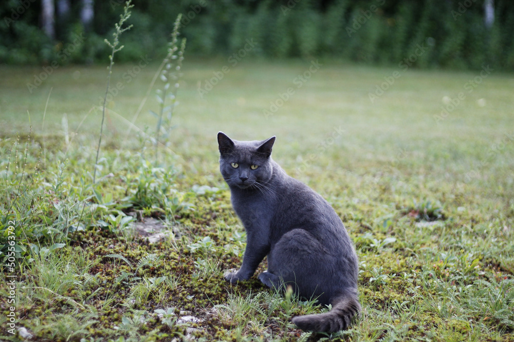 Φωτογραφία Closeup shot of a shorthair gray cat sitting on the grass in the park with blurr