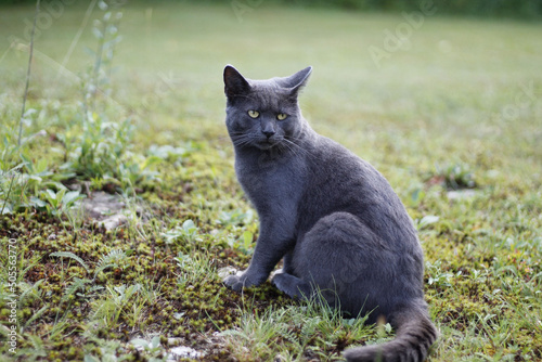 Vászonkép Closeup shot of a shorthair gray cat sitting on the grass in the park with blurr