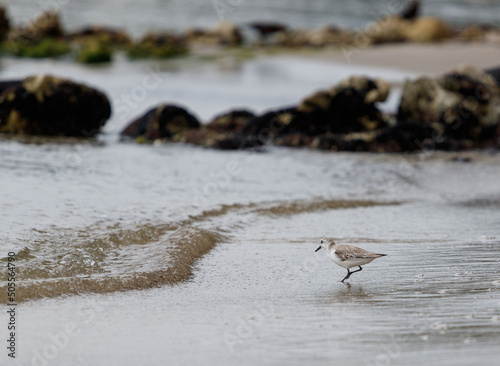 Close up of least sandpiper bird photo