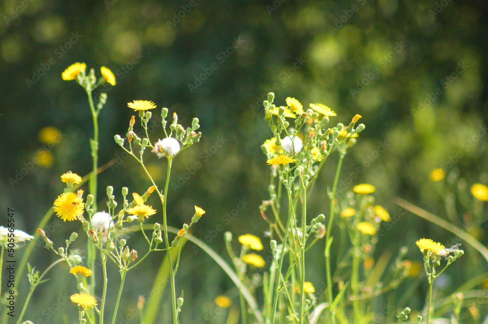 Obraz premium Closeup of perennial sowthistle flowers with selective focus on foreground