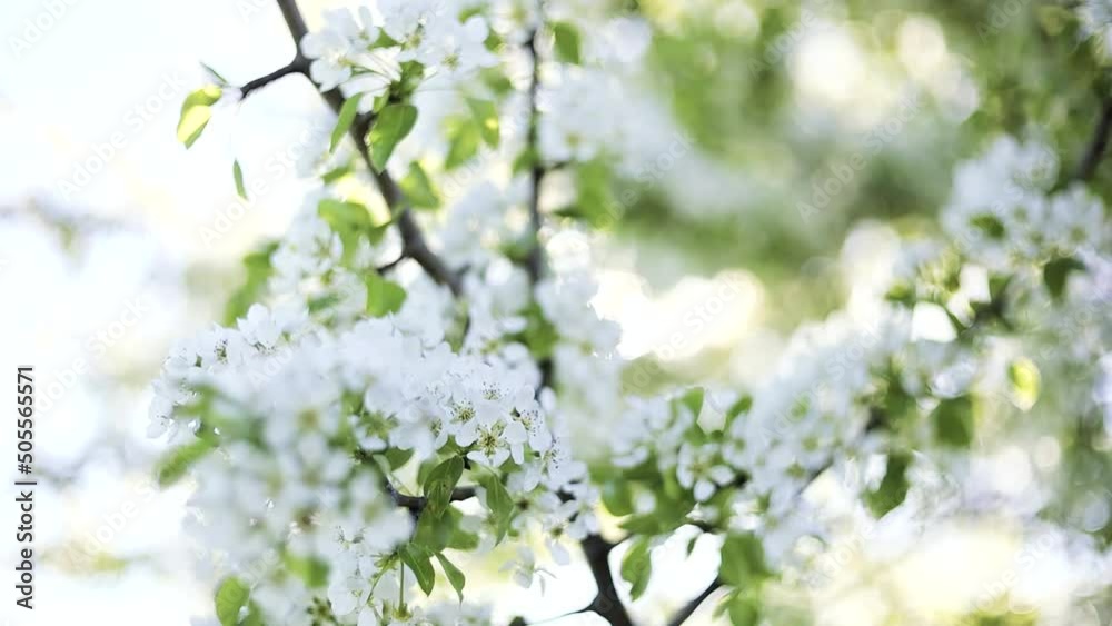 Soft effect blurred background video of a flowering tree in spring, cinematic glare. Soft effect blurred background video of a flowering tree in spring, cinematic glare.