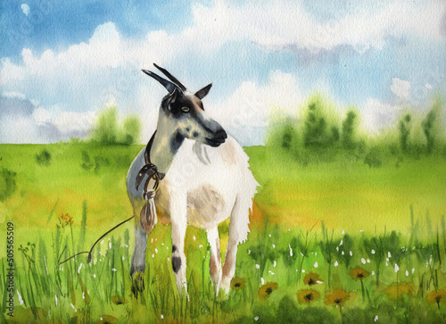 White horned goat grazes on a bright green meadow. Watercolor painting of a rural landscape with an agricultural animal.