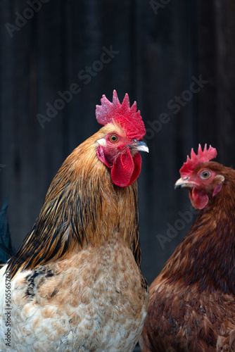 Happy hens in a rural henhouse. Hen and rooster. Hens in bio farm. Chicken in hen house.