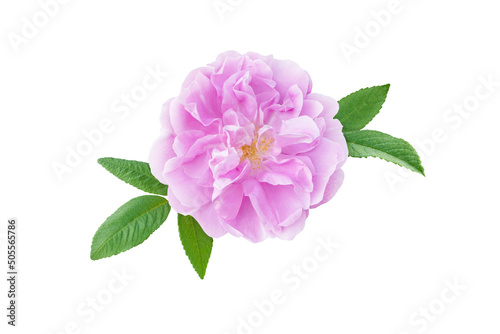 Old fashioned pale pink rose flower isolated on white.