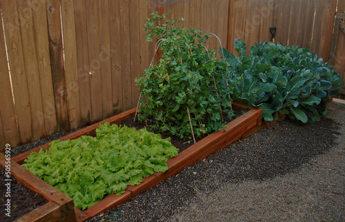 Close up of Garden beds in a backyard photo