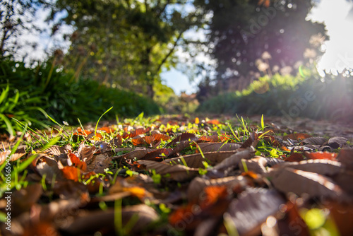 View across autumn leaves on grass