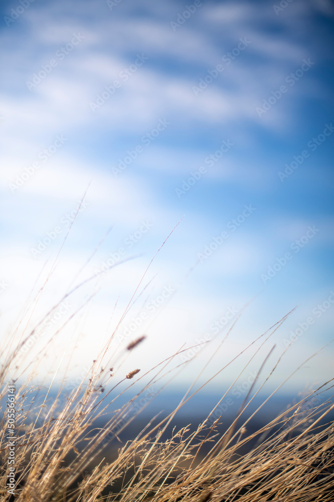 Fototapeta premium View through dry grass towards blue summer sky