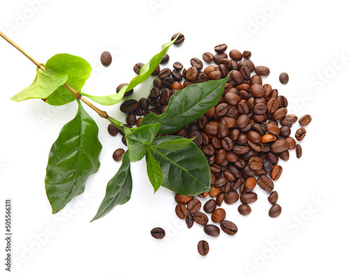 Young coffee tree and beans...