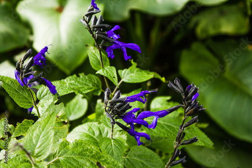 Close-up shot of dried purple Anise-scented sage or Salvia guaranitica flowers photo