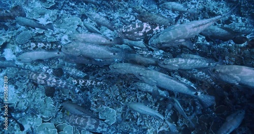 Camouflage grouper amassing for spawning closeup. photo