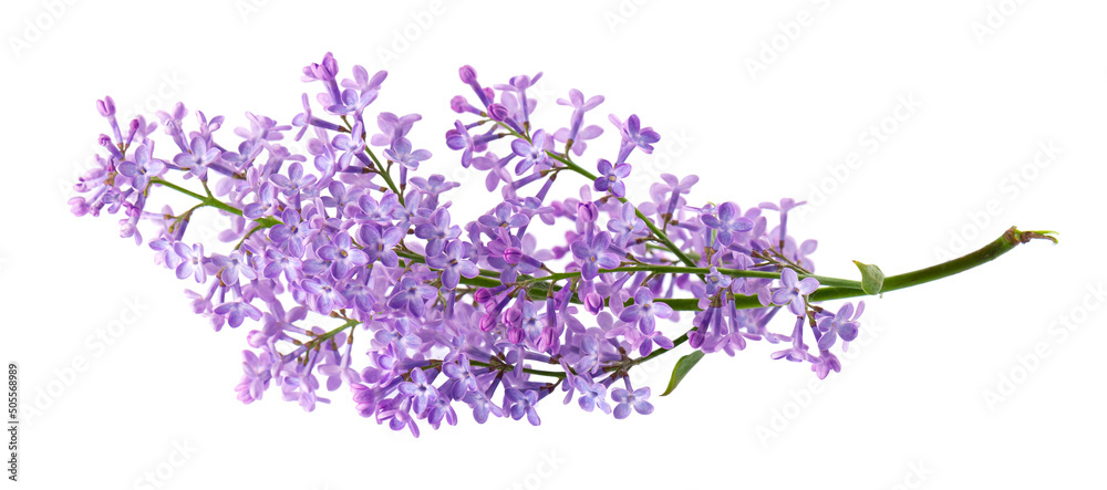 Lilac flowers isolated on white background. Clipping path. Syringa vulgaris flower. Lilac flowers isolated on white background. Clipping path. Syringa vulgaris flower.