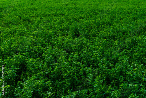 A field with young green clover shoots. Agriculture in the region of Belarus in terms of grain crops, rye, barley.